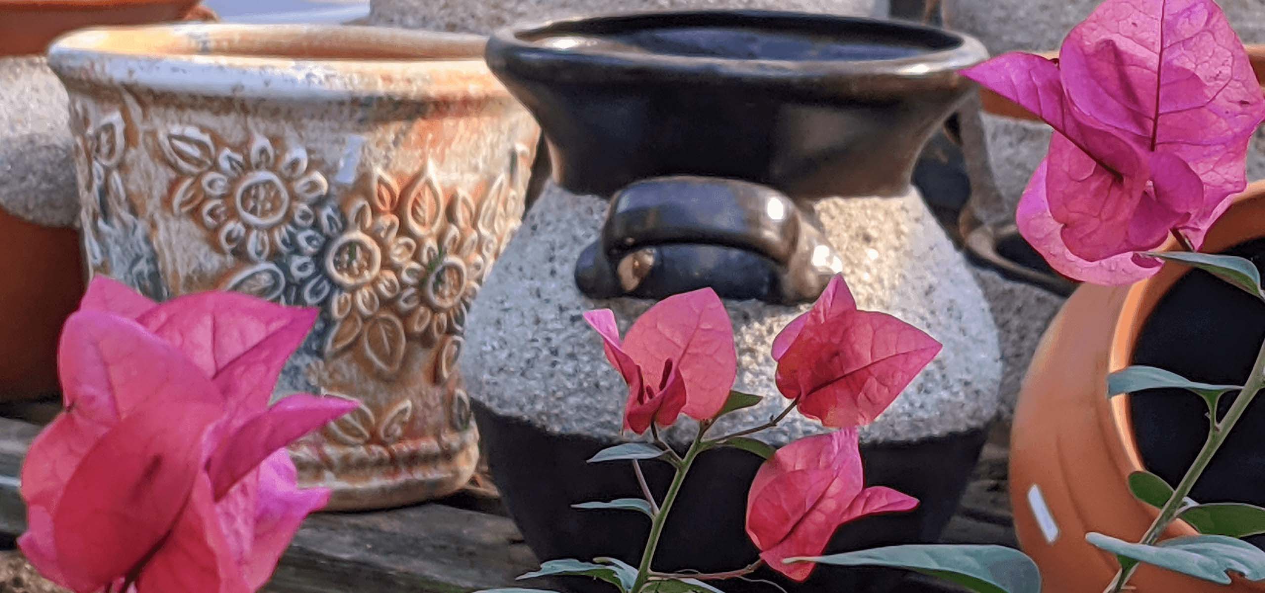 Bougainvilleas and Pots