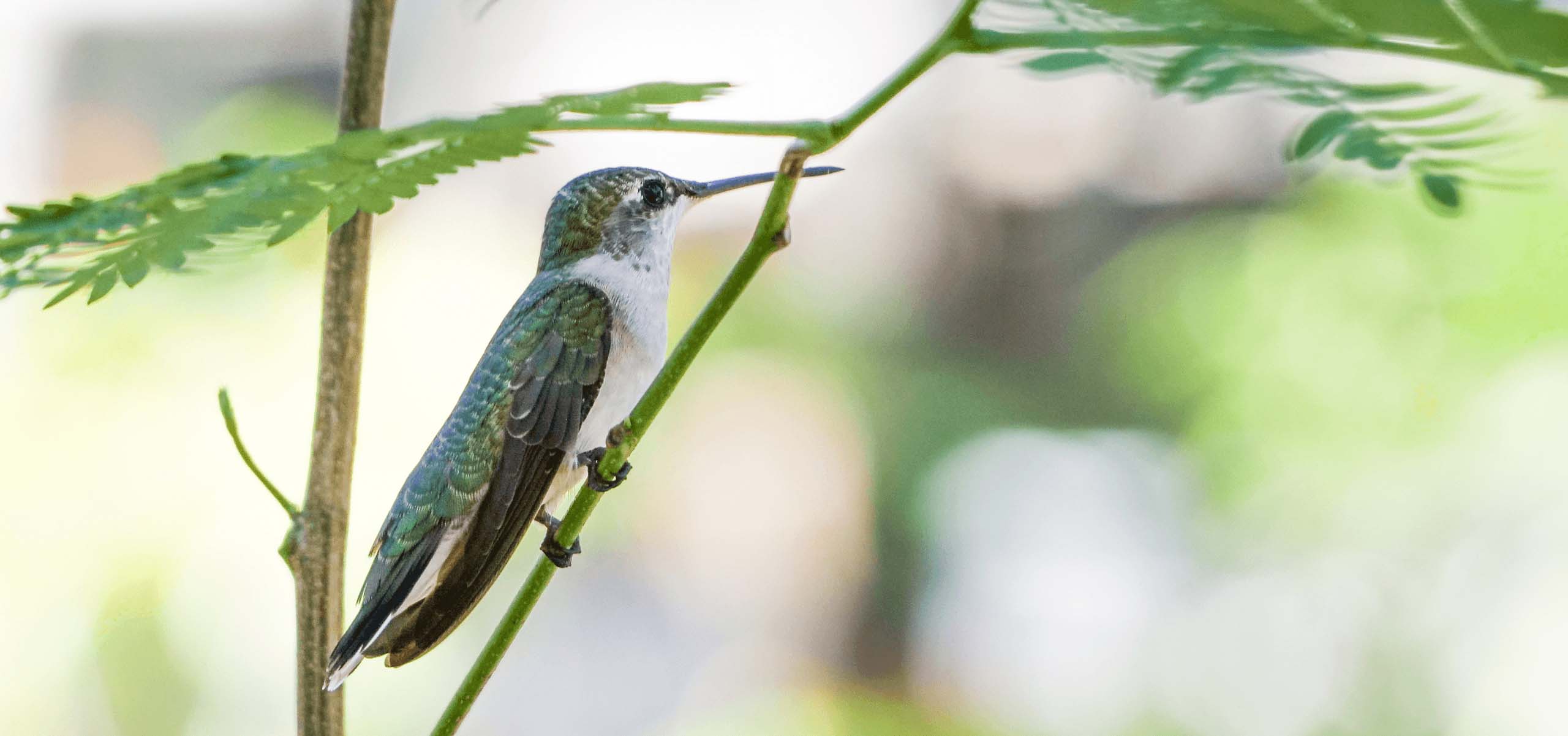 Hummingbird perched.