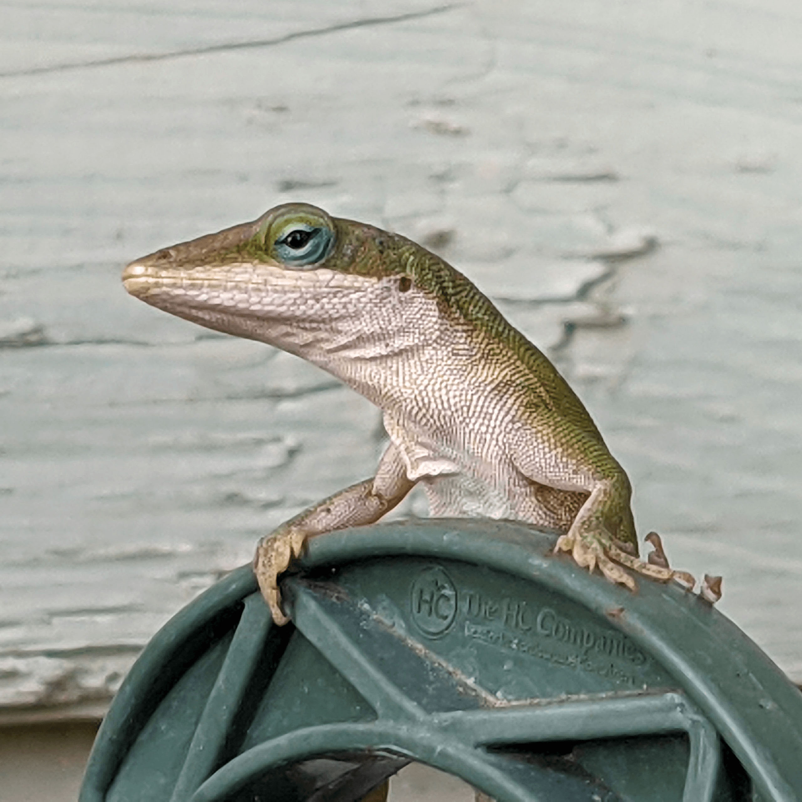 Lizards Rock!